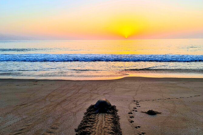 2-Days 1 Night Private Ras Al Hadd Tour - Bimmah Sinkhole and Fins Beach: fast stops, real payoff