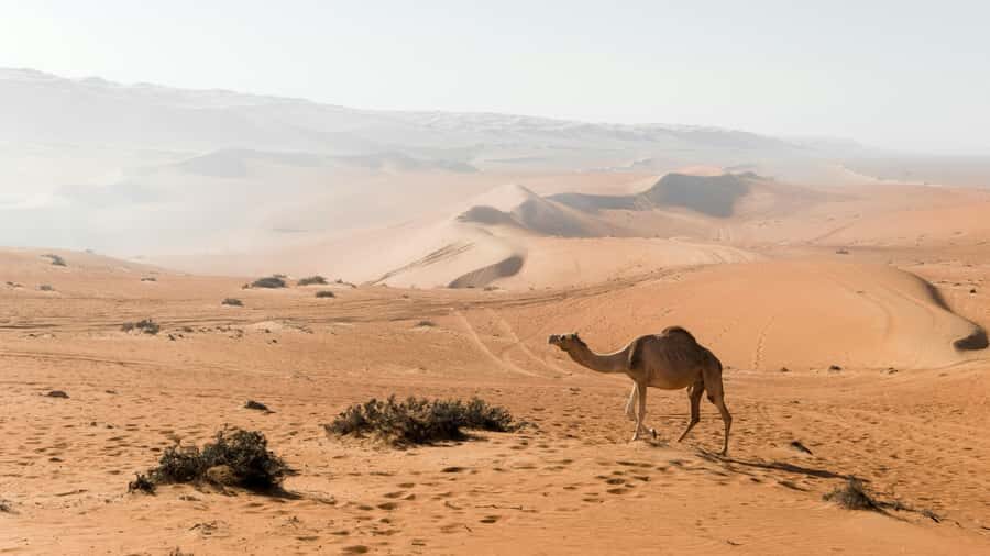 2 Days and 1 Night Private Wahiba Sands Desert with Wadi - Bedouin camp night: comfortable stay, dinner, and stargazing