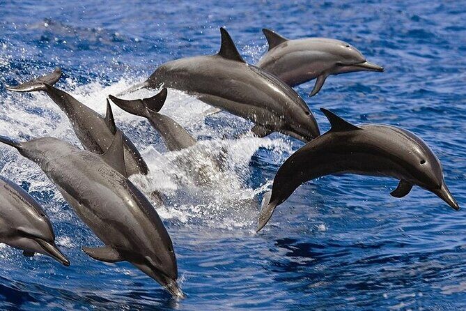 2 Hours Dolphin Watching Cruise in Muscat - Starting at Marina Bandar Al Rowdha: where the cruise really begins
