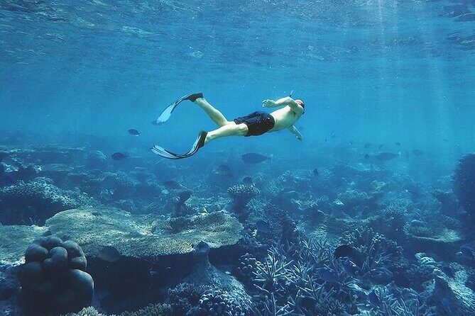 3 Hour Snorkeling and Dolphin Watching Experience in Muscat - Snorkeling in Muscat: coral reefs, marine life, and realistic expectations