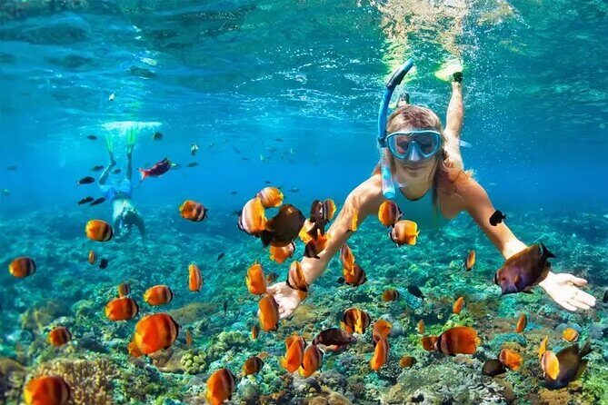 3 Hour Snorkeling and Dolphin Watching Experience in Muscat - Price and value: is $75 fair for 3 hours at sea?