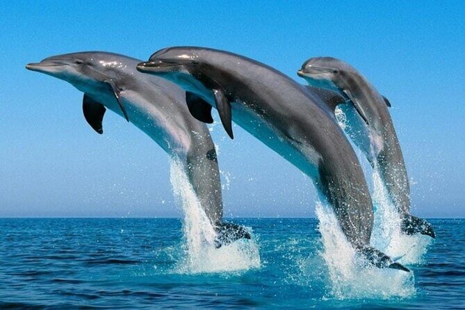 3-Hr Private Snorkeling and Dolphin Watching Tour at Muscat - A 3-Hour Private Sea Day in Muscat: dolphins, snorkeling, and a calm beach finish