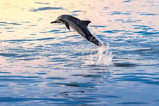 3-Hr Private Snorkeling and Dolphin Watching Tour at Muscat - Logistics that matter: meeting point, mobile ticket, and real-world access