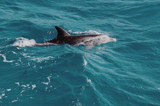 3-Hr Private Snorkeling and Dolphin Watching Tour at Muscat - Dolphin watching on the Arabian Sea: what your time is really for
