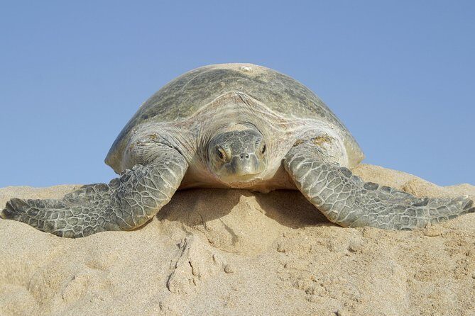 5 Days Jewels Of Oman Package - Day 1: Coastal Muscat views, Quriyat, Bimah Sinkhole, and Wadi Shab to Ras al Hadd