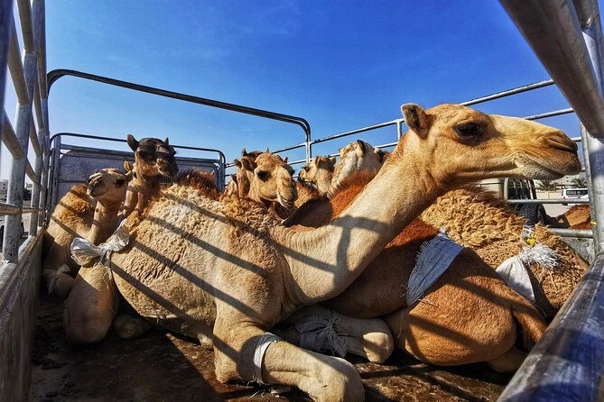 5 Hours of Salalah City Best | Private Tour - Al Haffa Beach: a reset break for your senses