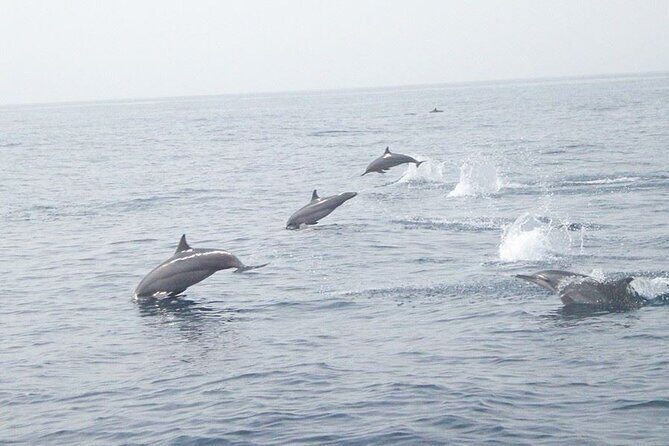 Amazing Dolphin Watching Tour In Muscat - Key highlights to look for