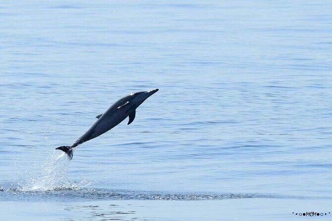 Amazing Dolphin Watching Tour In Muscat - Dolphin watching in Muscat is about timing, not tactics