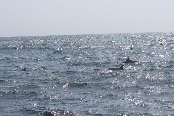 Amazing Dolphin Watching Tour In Muscat - Whale sharks: a rare extra to hope for
