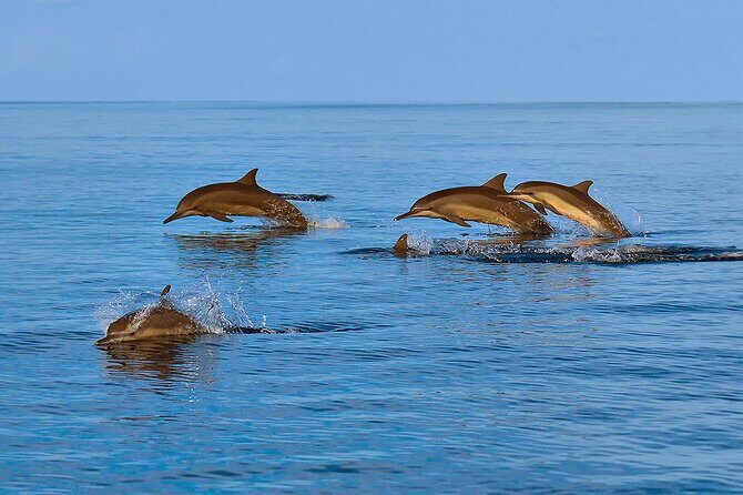 Amazing Dolphin Watching Tour In Muscat - Boat size, comfort, and what onboard can be like