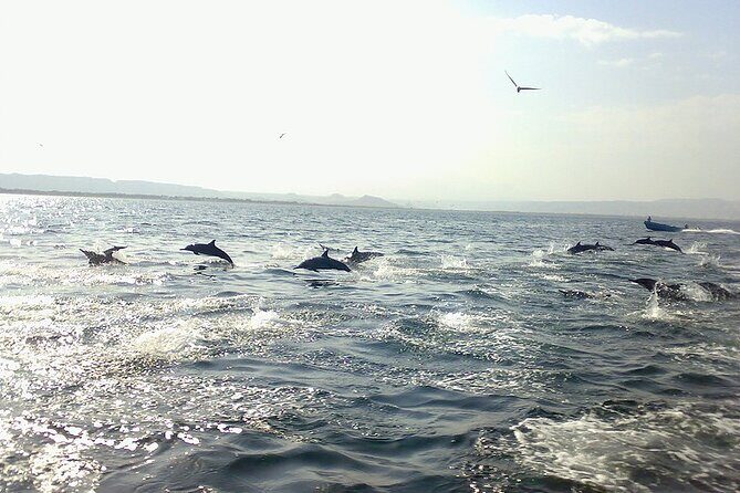 Amazing Dolphin Watching Tour In Muscat - What you’re really buying: 2 hours of dolphin time