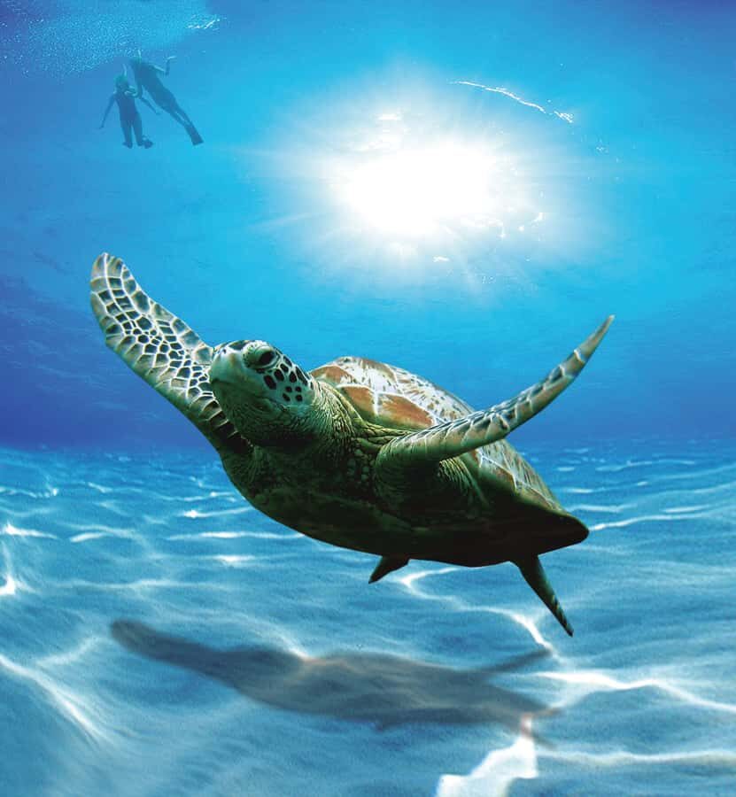 Bandar Al Khayran Jorney: Group Tour with Snorkeling - Snorkeling setup, gear, and where you might swim