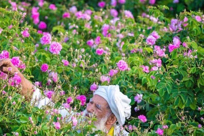 Damascus Roses - Discover the secrets of Al Jabal Al Akhdhar - Guide quality: what Ammar and Said add to your day