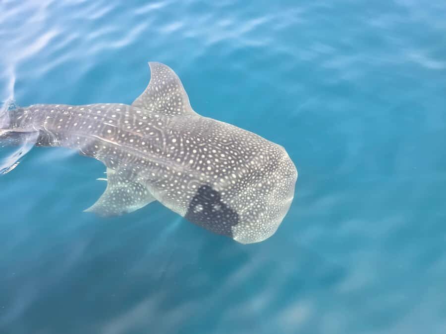 Daymaniyat Island: Snorkelling Tour with Tasty Lunch - Daymaniyat Islands: why this reserve feels special