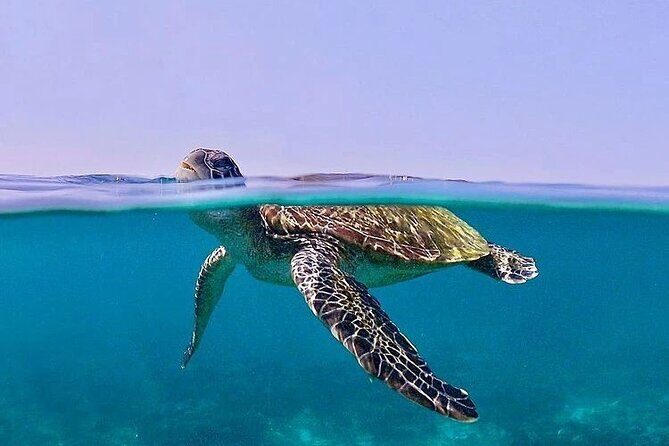 Daymaniyat Islands Snorkeling Half-Day Tour - Price in context: is $200 for five hours a fair trade?