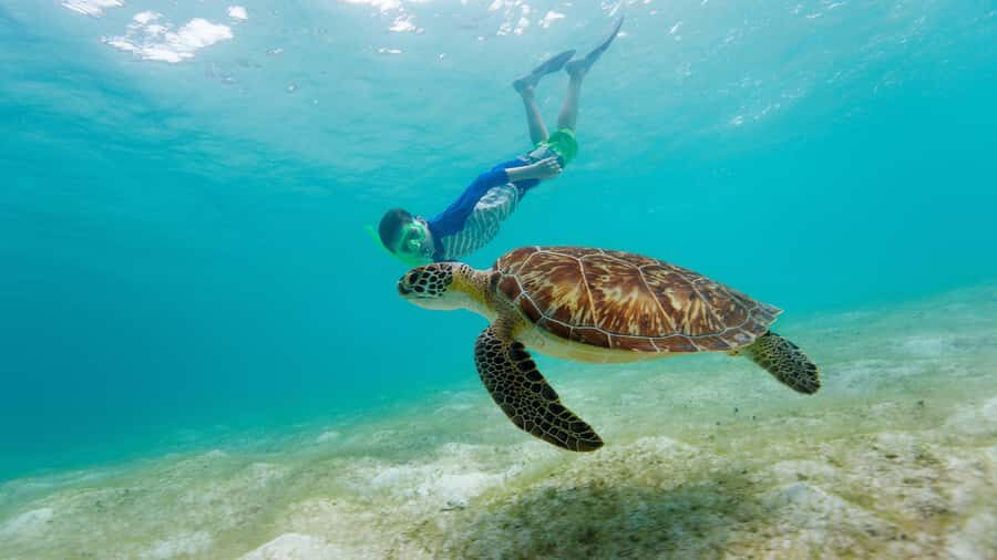 Daymaniyat Islands Snorkeling Small Group Turtles - Key highlights you should care about