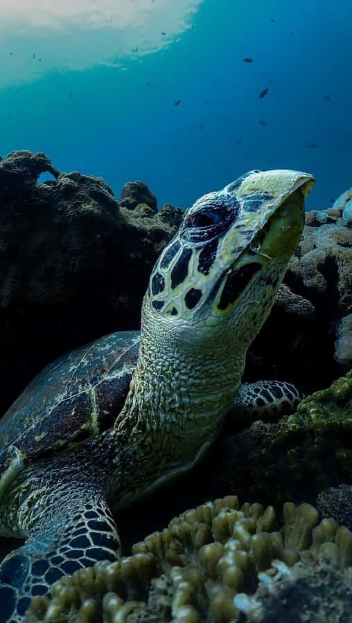 Daymaniyat Islands Snorkeling Small Group Turtles - Walking, photo stops, and downtime between swims