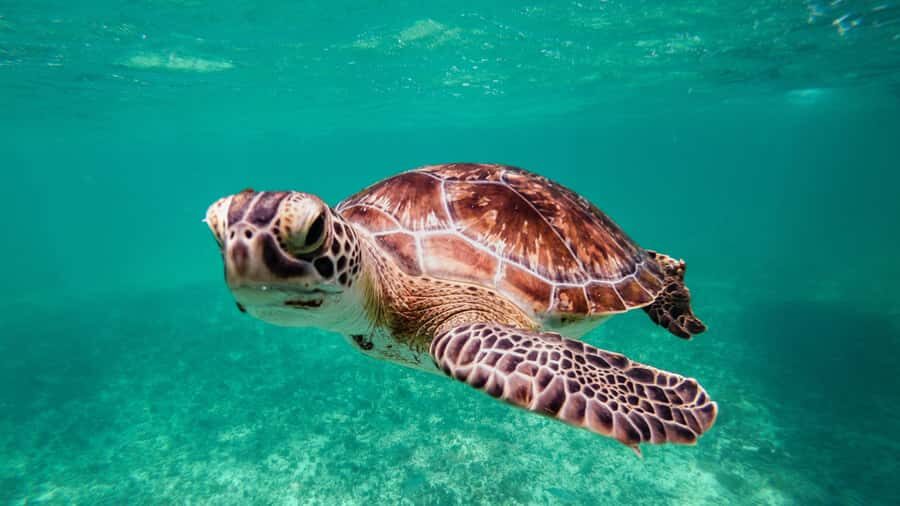 Daymaniyat Islands Snorkeling Small Group Turtles - Food and comfort: included snacks, soft drinks, sandwiches, and water