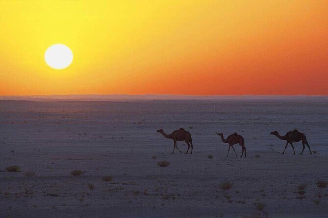 Desert Safari in Empty Quarter with Dune Bashing - Who This Private Safari Fits Best