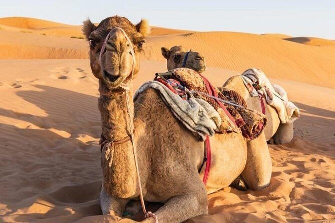 Desert Safari Private - Wahiba Sands: what to expect from a focused dune visit