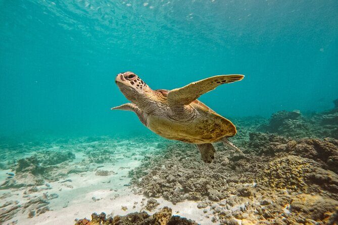 Dimaniyat Island Tour on Glass Bottom Boat (Muscat) - Dimaniyat Islands: reef water, white sand, turtles, and the snorkeling window