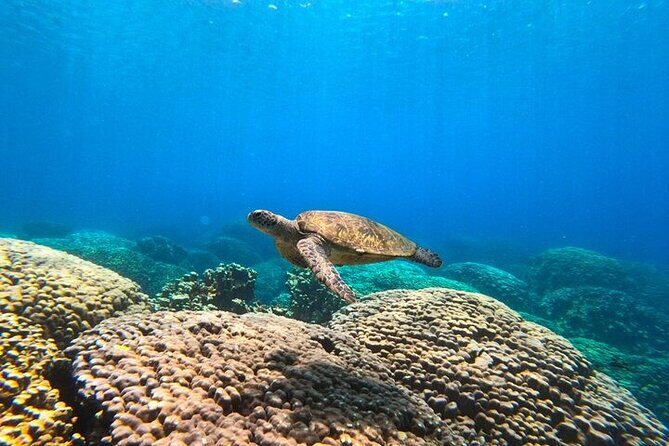 Dimaniyat Island Tour with Snorkeling - Dolphin Watching With Expert-Led Viewing Spots