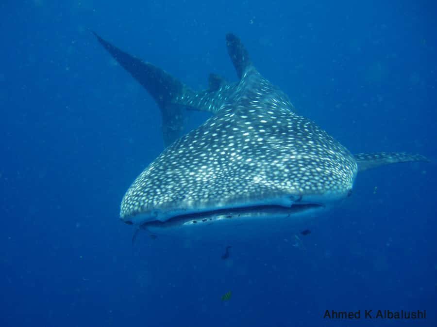 Dimaniyat Islands Scuba Diving Trip - A One-Day SCUBA Mission To The Dimaniyat Nature Reserve