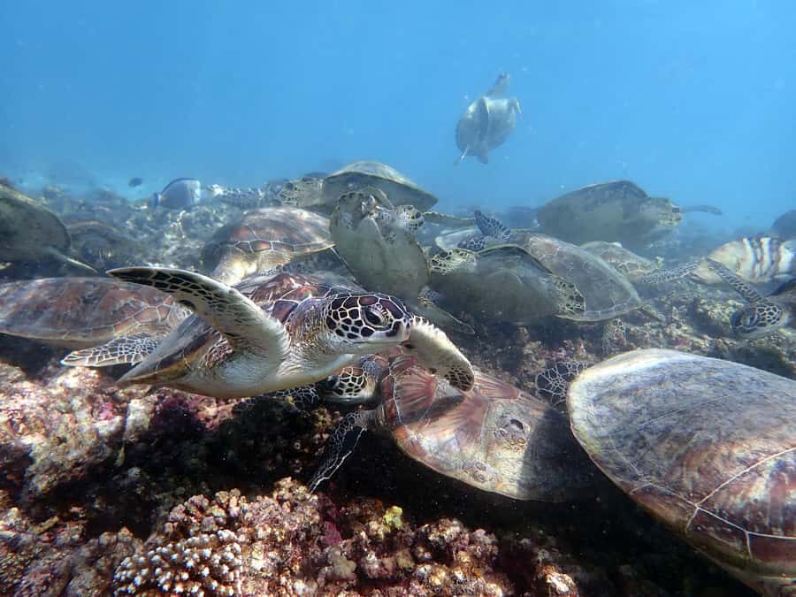 Dimaniyat Islands Scuba Diving Trip - Where You Meet In Muscat And How The Morning Flows