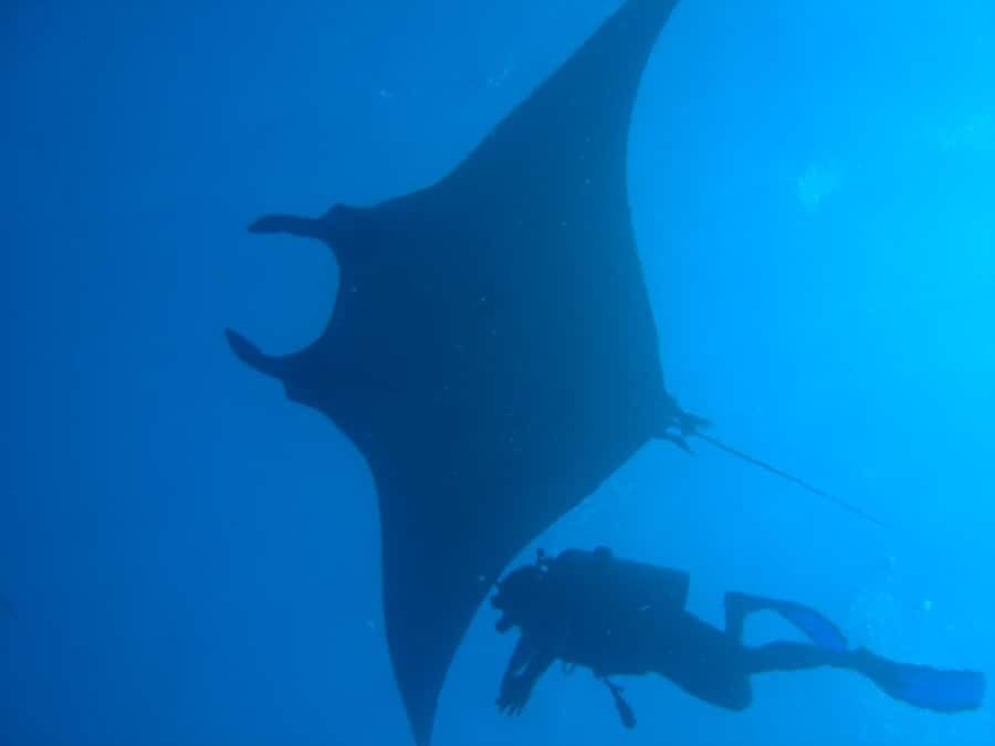 Dimaniyat Islands Scuba Diving Trip - First Underwater Session: Turtles, Reef Sharks, And Fish Schools