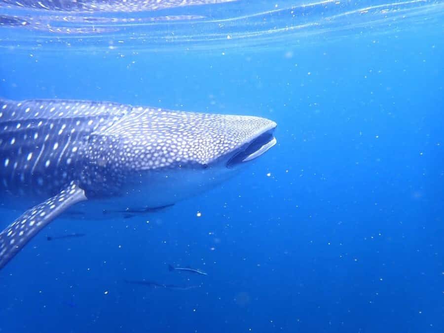 Dimaniyat Islands Scuba Diving Trip - Marine Life Targets: How To Get The Best Views