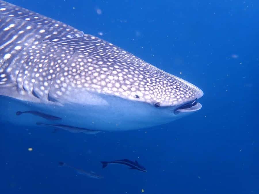 Dimaniyat Islands Scuba Diving Trip - What To Bring, What’s Not Allowed, And Who Should Skip This