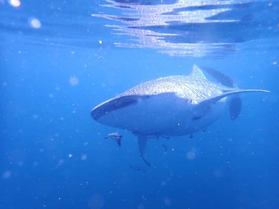 Dimaniyat Islands Scuba Diving Trip - Should You Book The Dimaniyat SCUBA Trip?