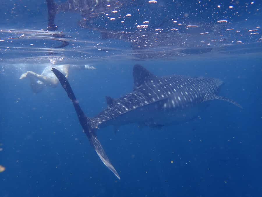Dimaniyat Islands Snorkeling Trip - Key highlights you’ll care about