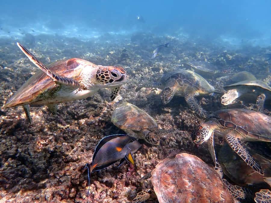 Dimaniyat Islands Snorkeling Trip - Turtle City stop: how to maximize your guaranteed sea turtle time
