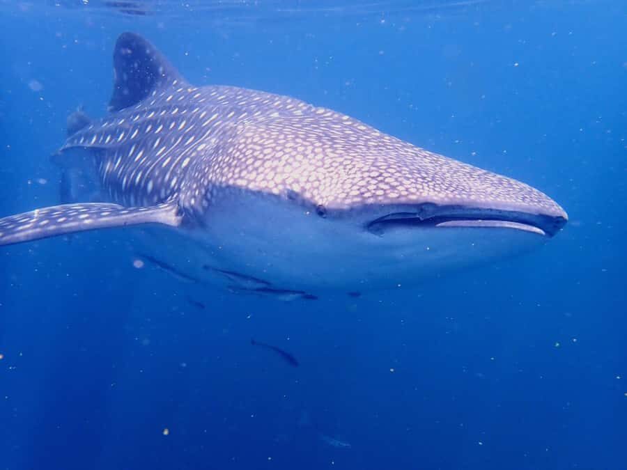 Dimaniyat Islands Snorkeling Trip - Price and value: is $85 worth it?