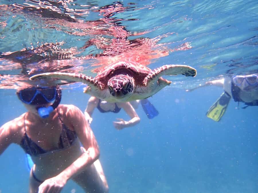 Dimaniyat Islands Snorkeling Trip - Should you book the Dimaniyat Islands snorkeling with Alrabdan?