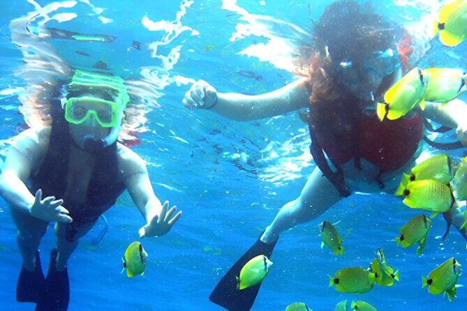 Dolphin Watching and Snorkeling Activity in Muscat - Starting at Marina Bandar Al Rowdha: your meetup matters