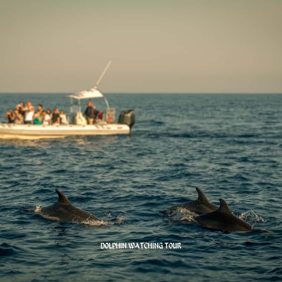 Dolphin Watching and Snorkeling Tour with Hotel Transfers - From Your Hotel to Bandar Al Rowdha Marina: Where the Day Starts Easy