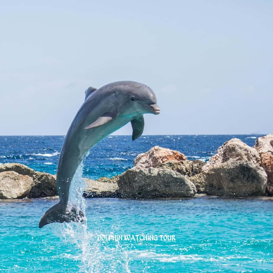 Dolphin Watching and Snorkeling Tour with Hotel Transfers - Snorkeling Time in the Gulf of Oman: Calm Water, Real Sea Views