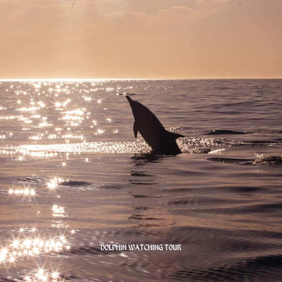 Dolphin Watching and Snorkeling Tour with Hotel Transfers - Should You Book This Dolphin Watching and Snorkeling Tour?