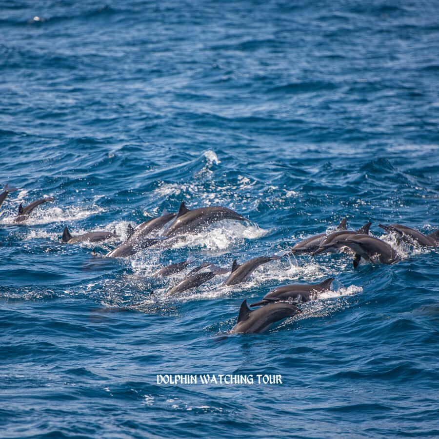 Dolphin Watching and Snorkeling Tour with Hotel Transfers - FAQ