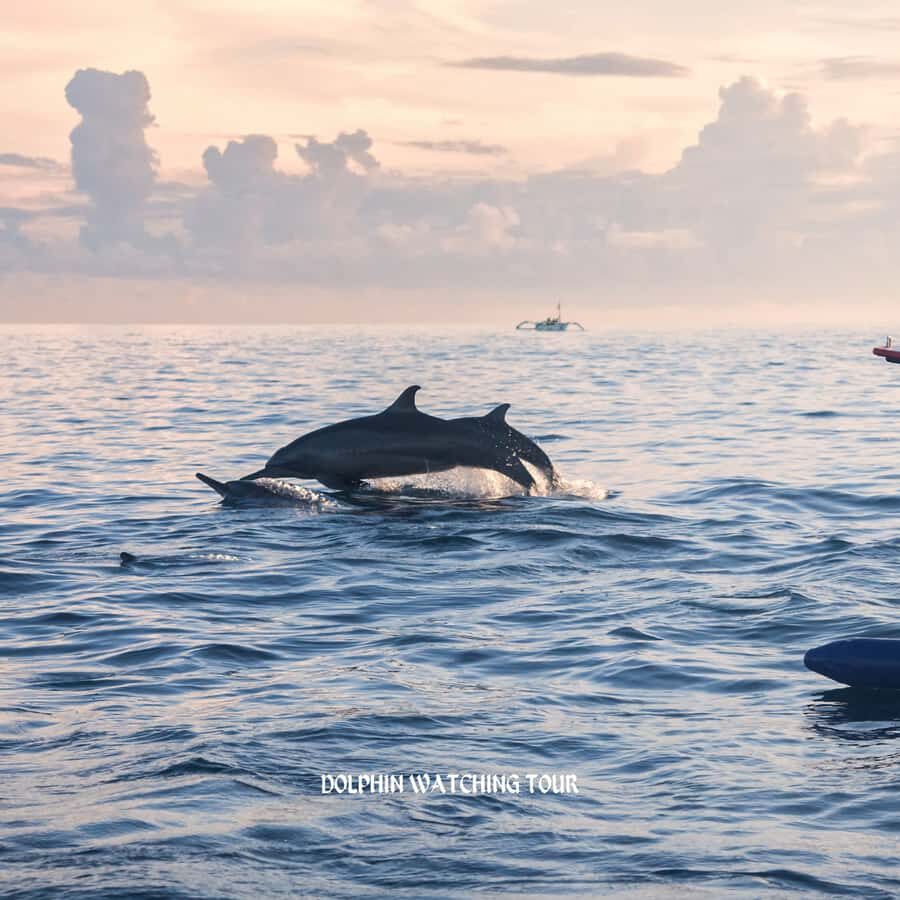 Dolphin Watching and Snorkeling Tour with Hotel Transfers - On the Water: Dolphin Watching from a Motor Boat (Plus the Whale Maybe)