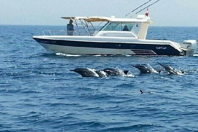 Dolphin Watching in Muscat - Price and Value: Is $59 Worth It?