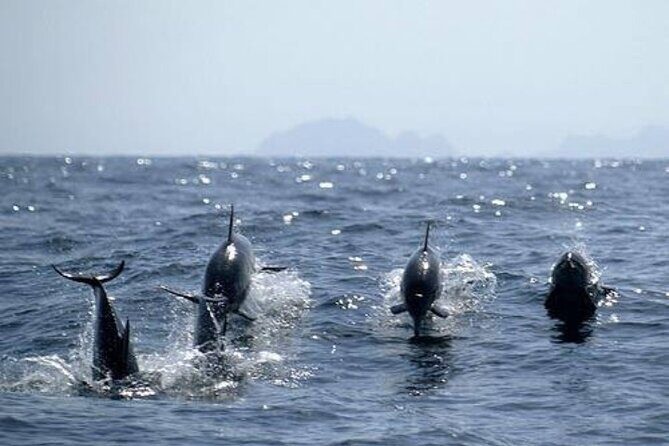 Dolphin Watching in Muscat - What to Watch For on the Day (So You Don’t Miss the Moment)