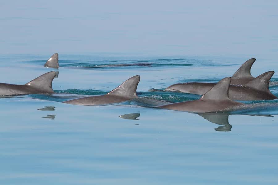 Dolphin Watching Tour - Key things to know before you go