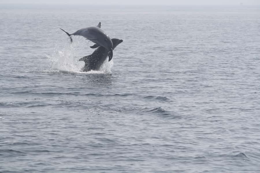 Dolphin Watching Tour - Muscat coastline views: the ride is part of the show