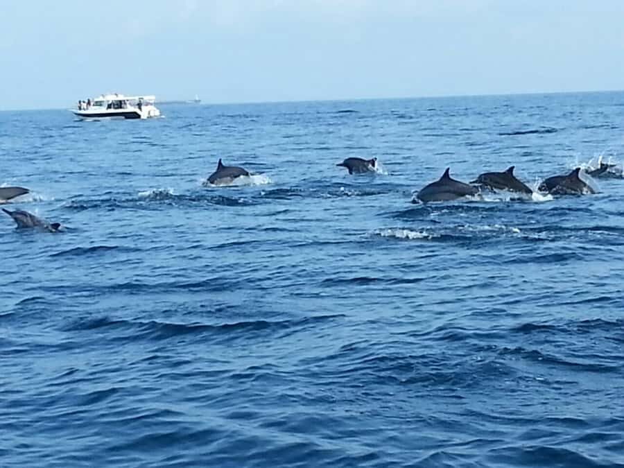 Dolphin Watching Tour - Price and value: what $40 covers (and what it doesn’t)