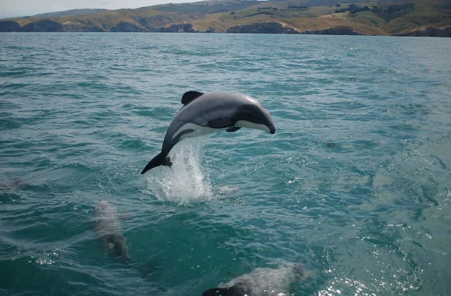 Dolphin Watching Tour - Before dolphins: safety briefing and onboard setup you can trust