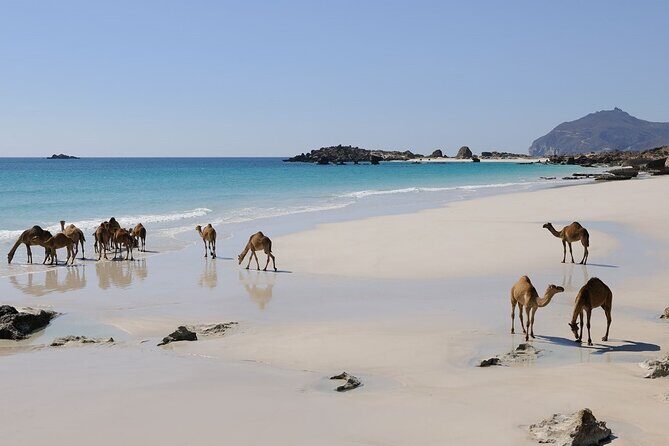 East and West Salalah Combination Private Full-day Tour - Al Mughsail Beach: The Cliffside Blowholes That Look Like a Movie