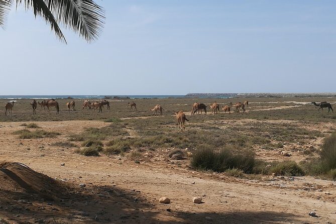 East Salalah Highlights: Half-Day Heritage & Scenic Countryside - Tawi Attair’s Well of Birds sinkhole: a limestone wonder